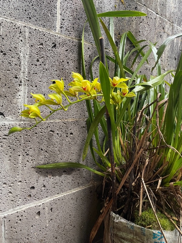   云南本地虎头红嘴鸥