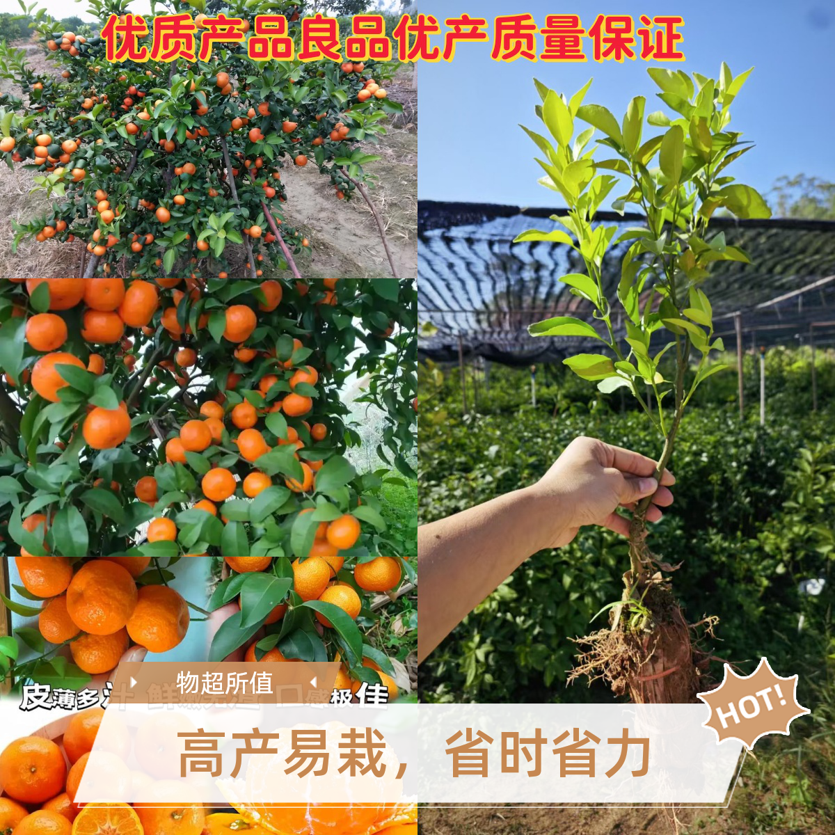 廉江红橙苗正宗嫁接苗红江橙冰糖蜜橙南方种植大果柑橘苗地栽盆栽