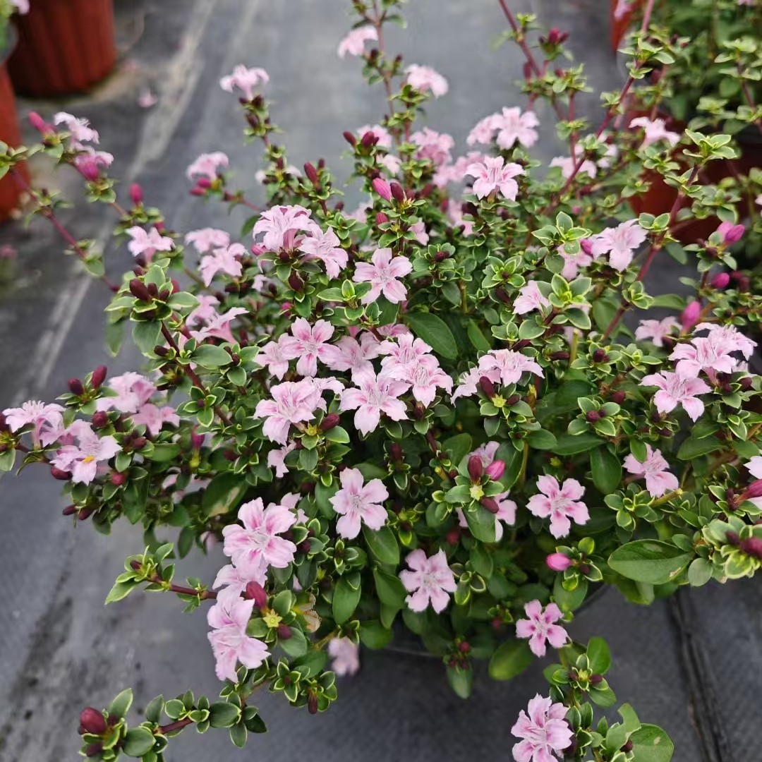 六月雪（粉花）庭院盆栽开花植物