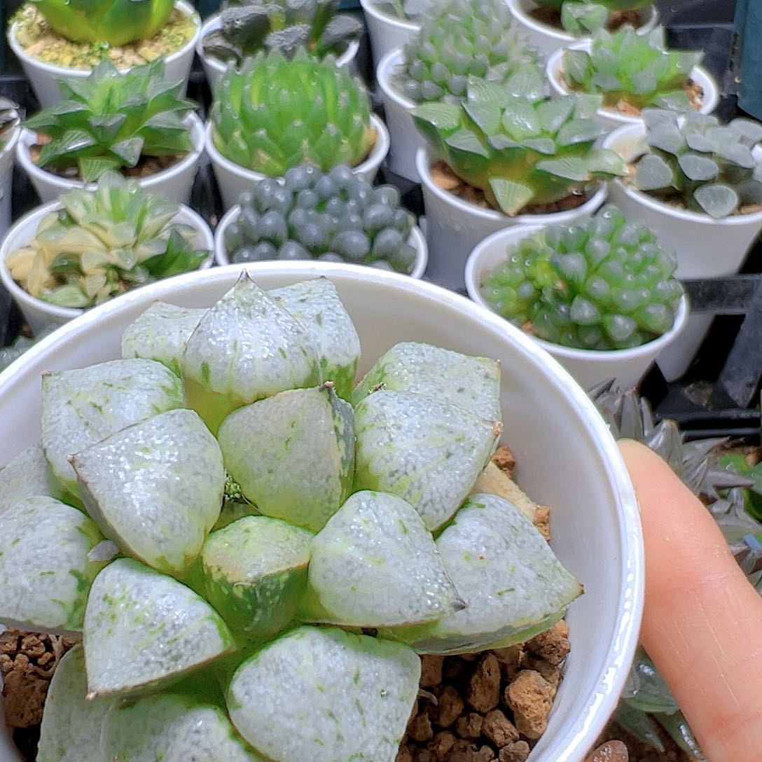 潘多拉魔盒多肉多肉多肉