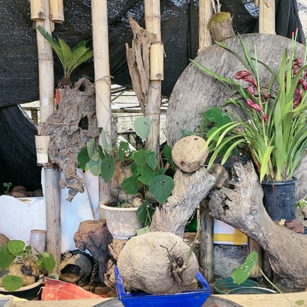 【闪购商品】山乌龟好种好养