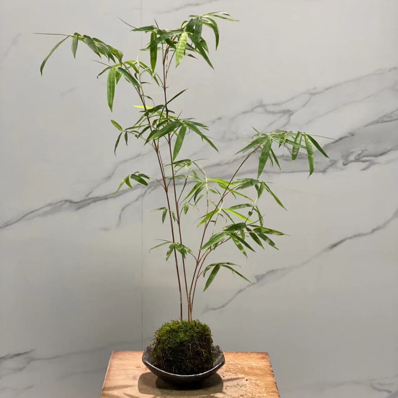 红观音竹红竹子苗小盆栽景素材书房庭院阳台茶室内绿植美观常绿