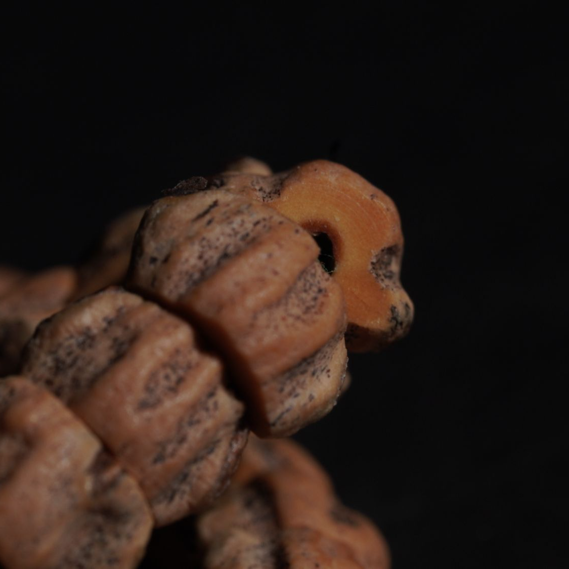 【赤炼】热振红芽旋风百香大肠满鬼满坑百香长串