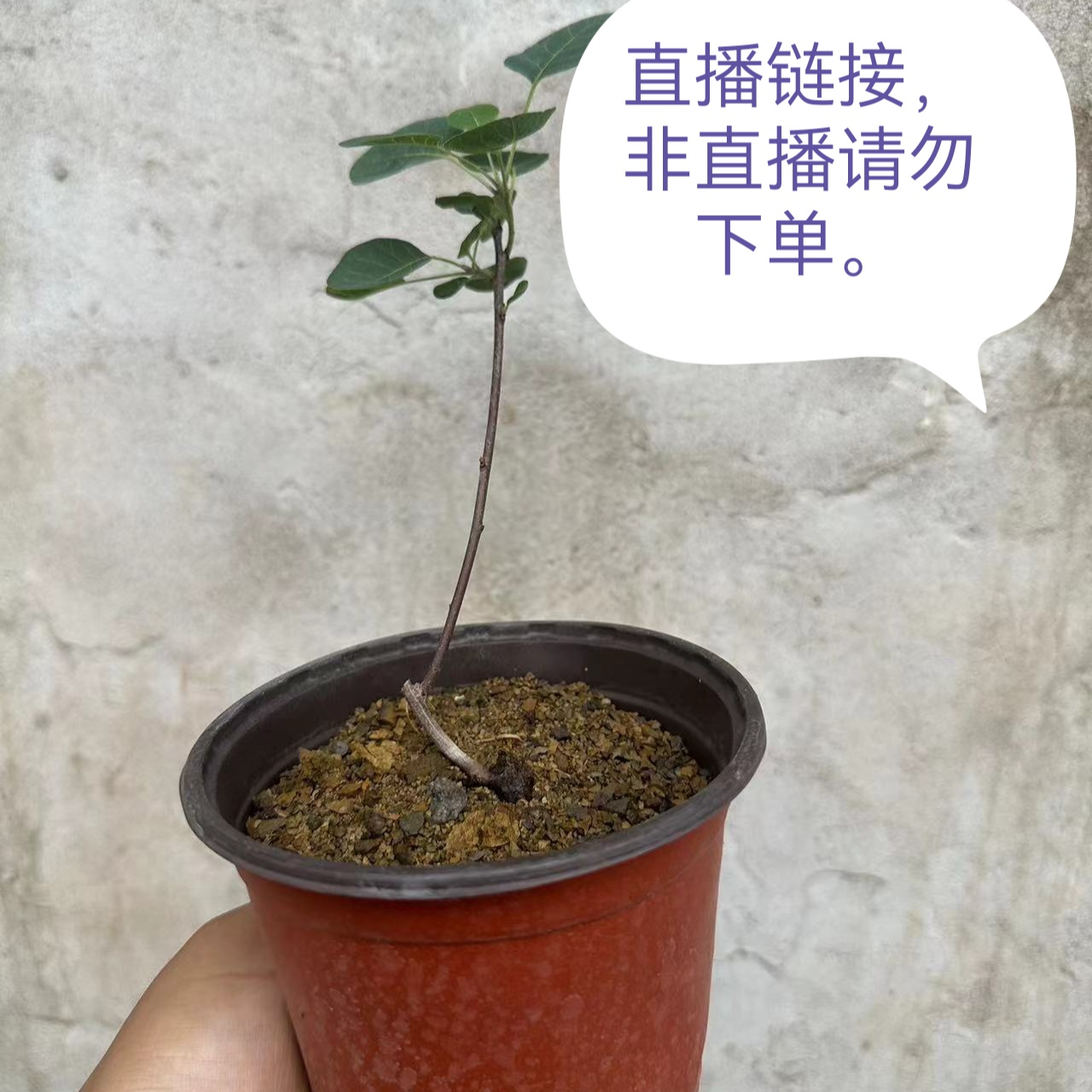 香山红叶黄栌小桩直播链接，请勿乱拍