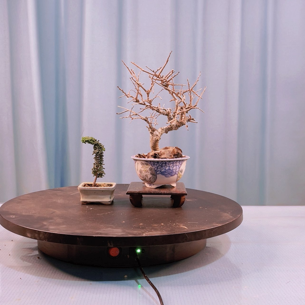 【闪购商品】花3盆一颗10话费一颗拘束。