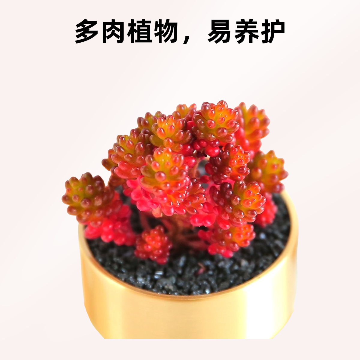 彪哥多肉综合链接以名称下单以直播间展示为准