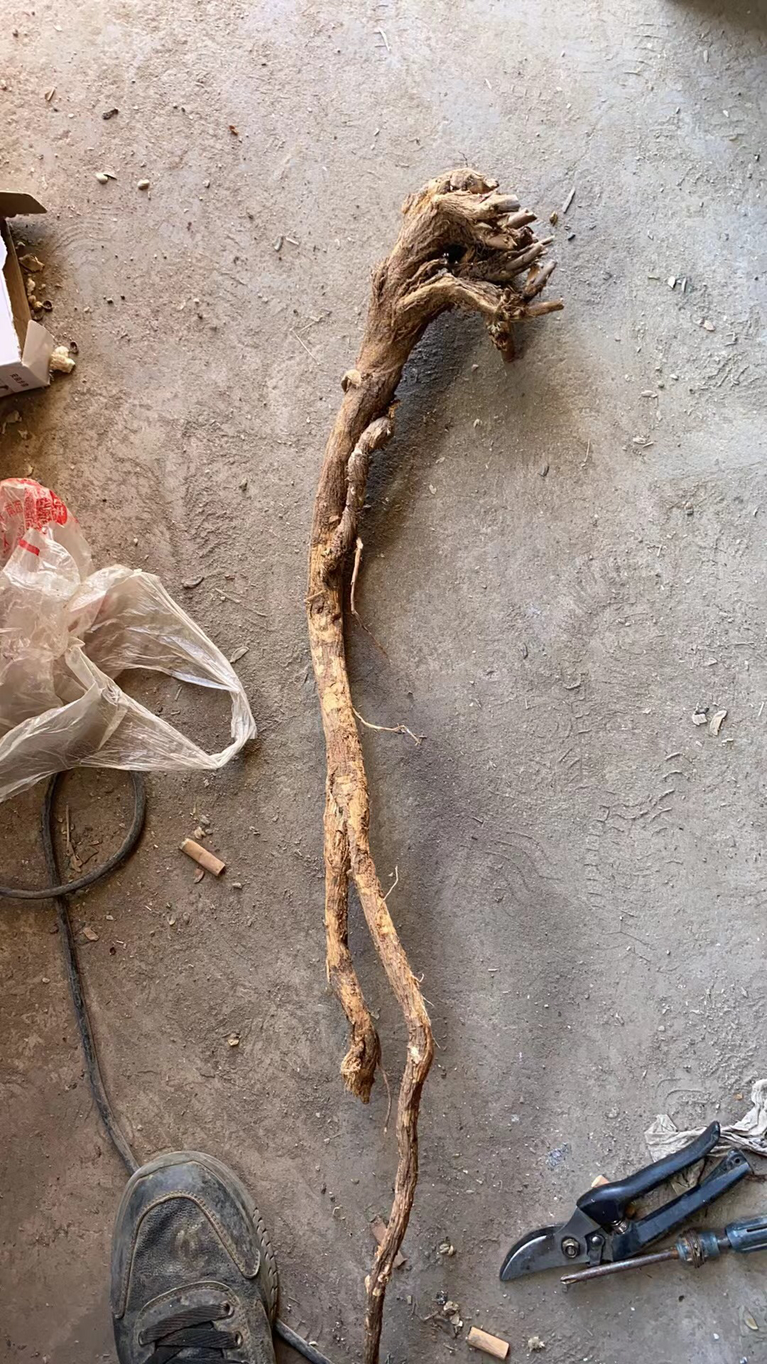 甘肃野生红芪大山里采挖直发野生红芪无硫无熏泡水