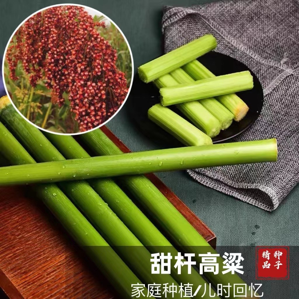 甜杆高粱种子传统甜杆农家甘蔗家庭小院种植夏季多汁甘甜精品四季
