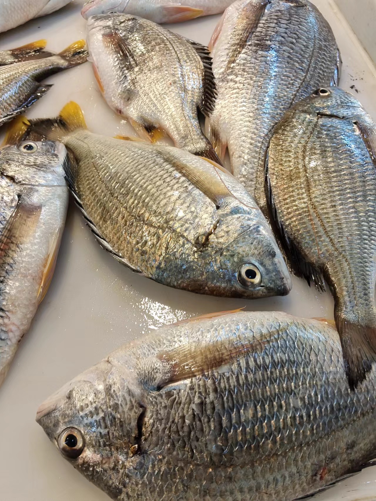 北海虾船捕捉新鲜黄脚腊鱼5斤包邮