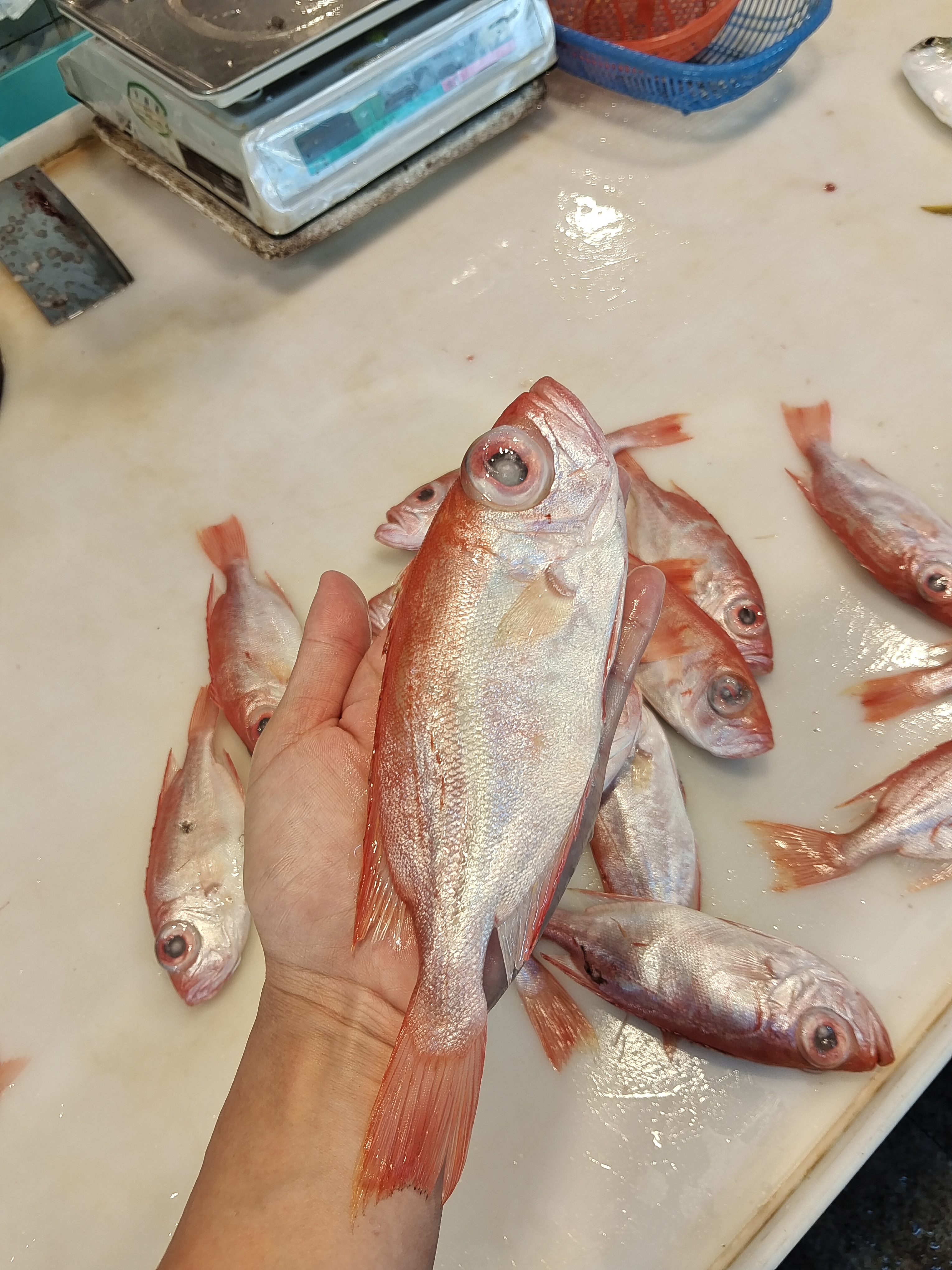 北海铁船速冻大眼鸡鱼