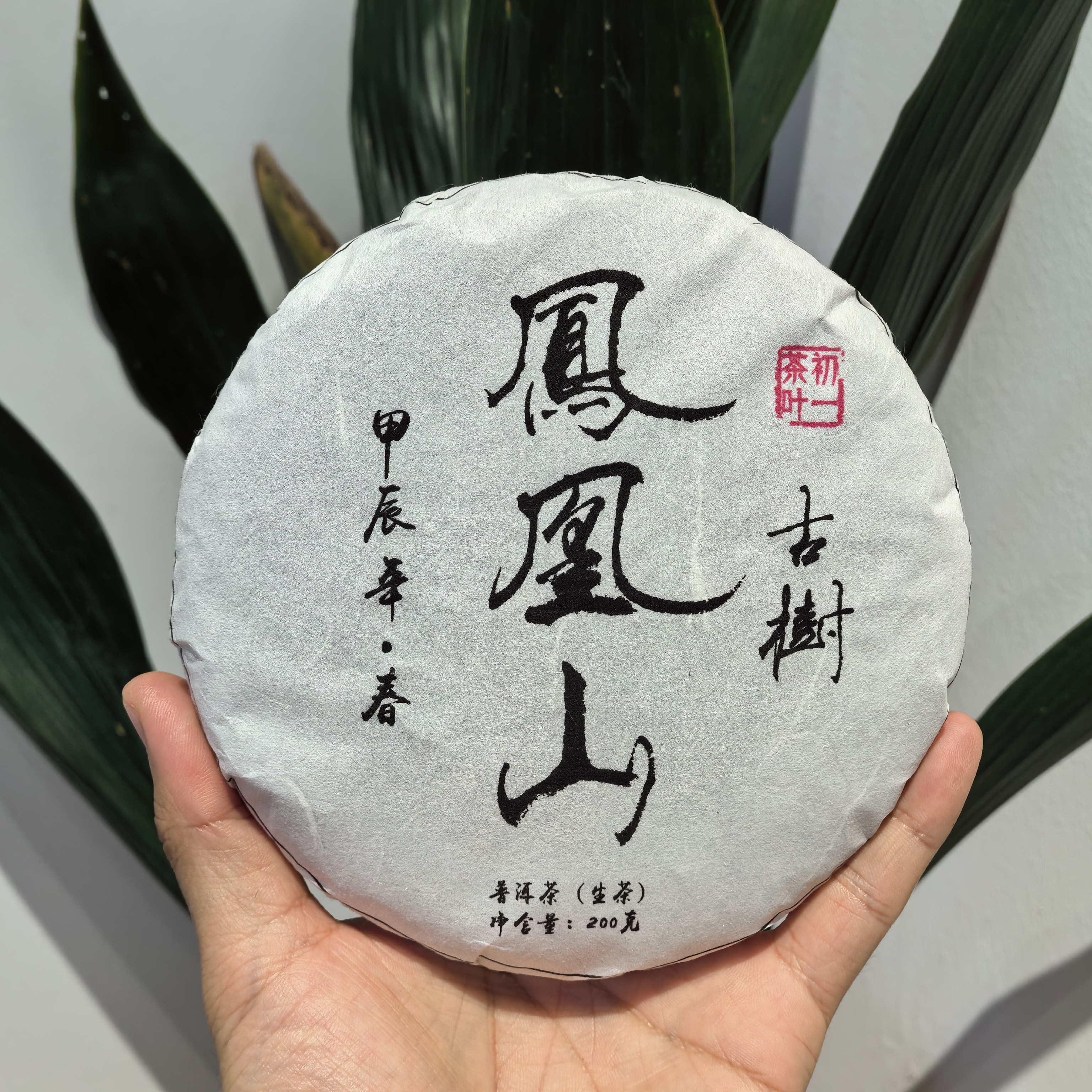 【初一的茶】普洱茶2025凤凰山古树生茶200克包邮送品鉴试喝装