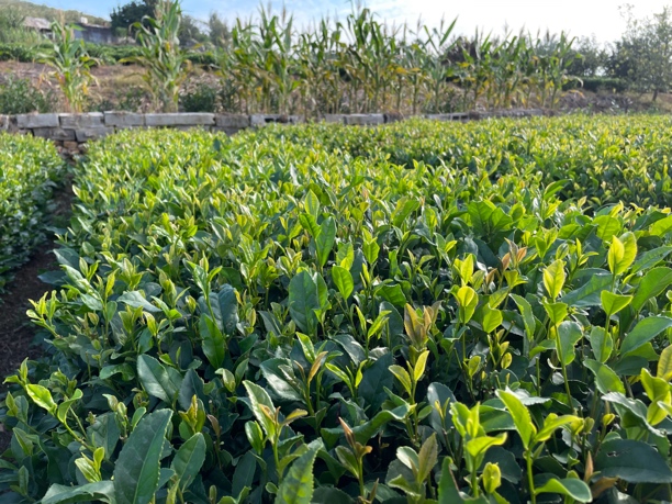 （59）日照绿茶，浓香型，有沙口，耐冲泡。