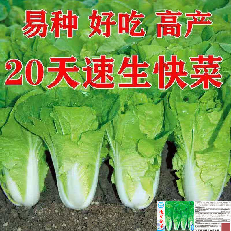 快菜种子小白菜籽四季小白菜种籽苗春秋冬季青蔬菜菜种花盆阳台种