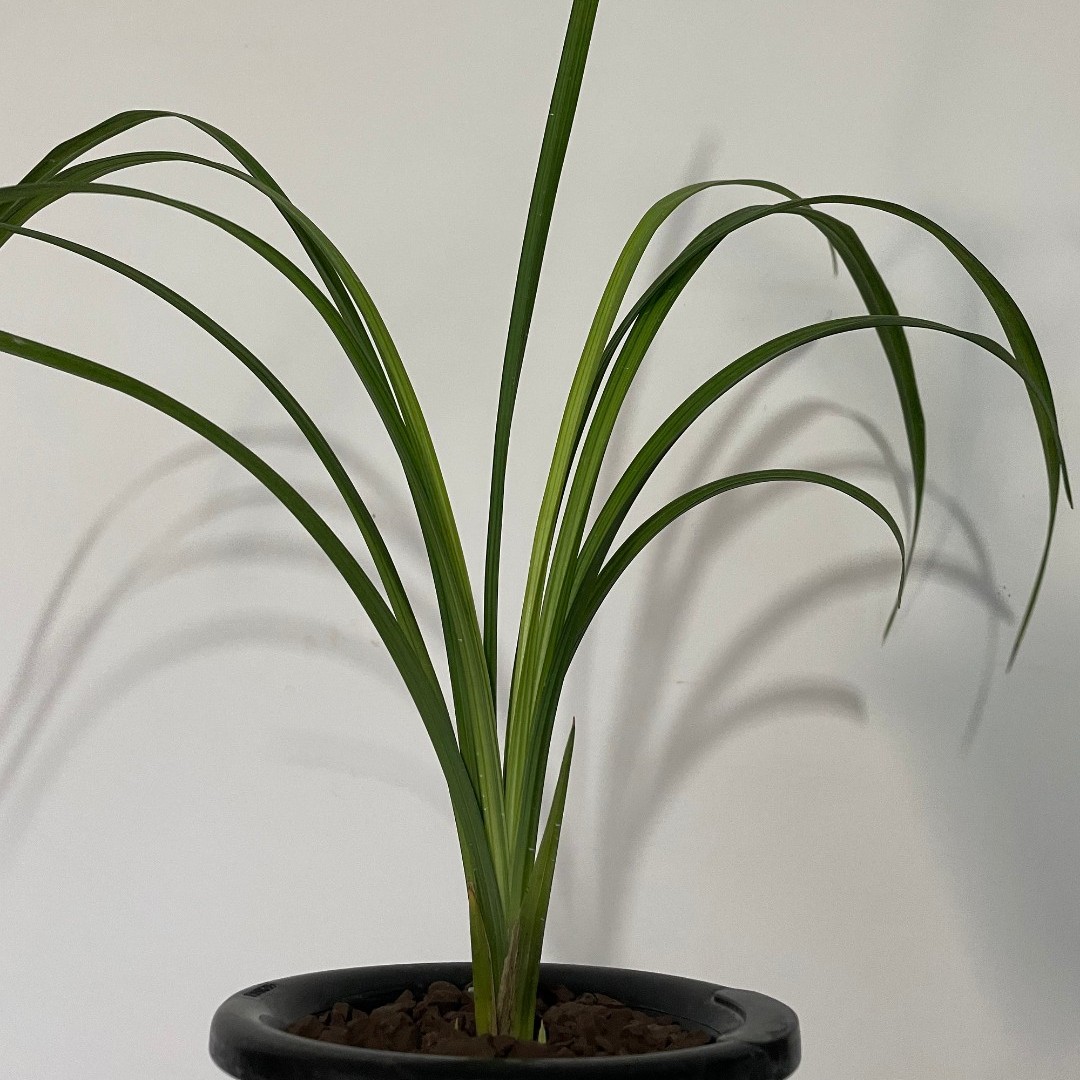 小黄车一物一拍 贵州春兰惠兰春剑送春秋枝