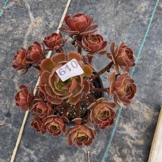 【闪购商品】610福利多肉