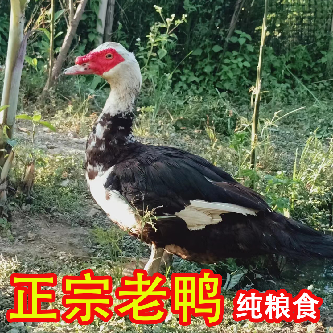 农家正宗土番鸭黄皮黄油