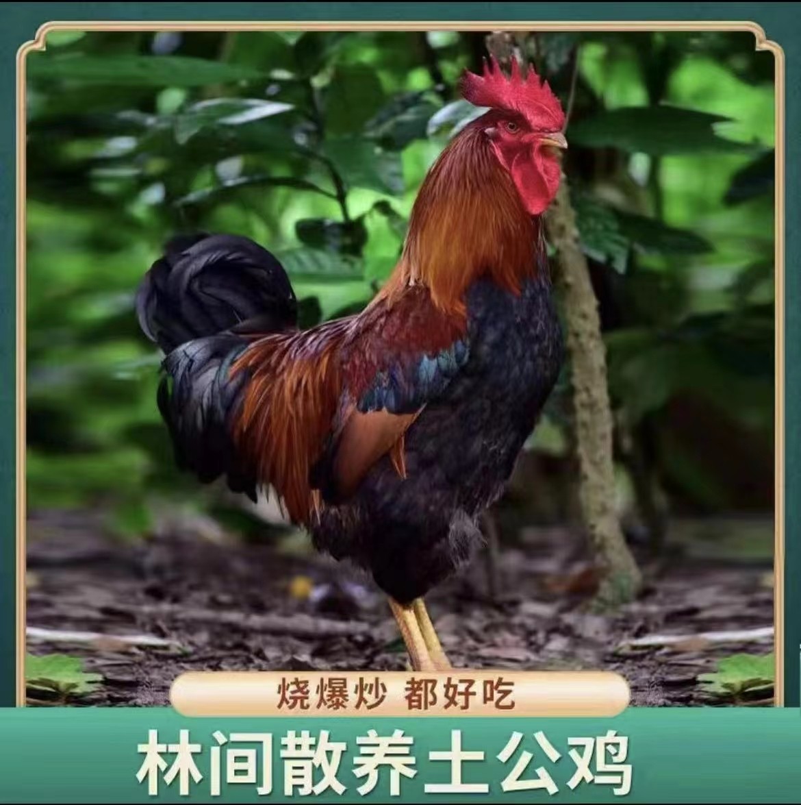 【3只大公鸡】9个月生态放养土公鸡鲜嫩带内脏 3只毛重13斤净重9斤