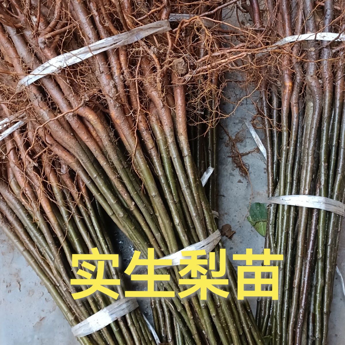 梨树实生苗未嫁接梨树苗梨树砧木苗杜梨棠梨果树苗梨树直生原生苗