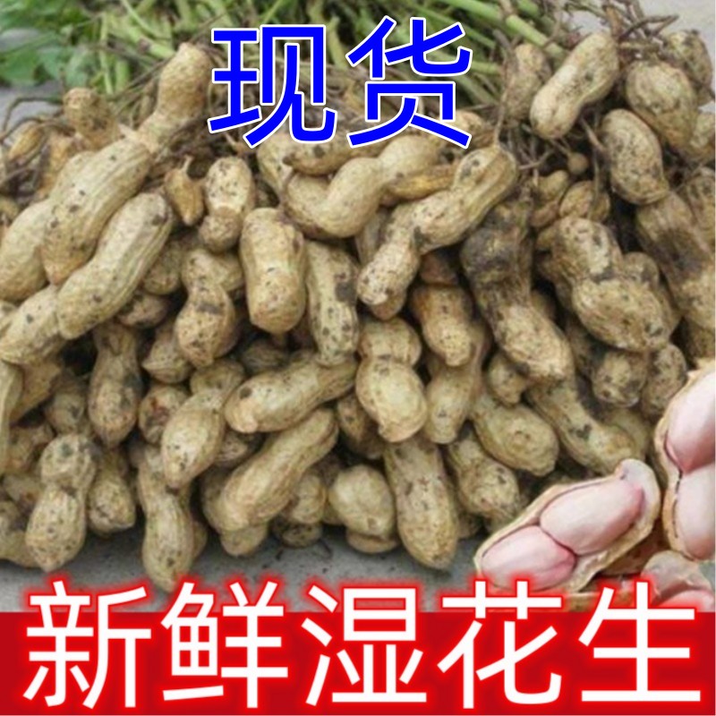2023年新鲜湿花生河南农家自种现挖带壳原味粉红皮带泥鲜花生5斤