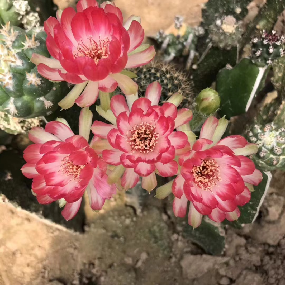 仙人球  多肉植物  嫁接仙人球