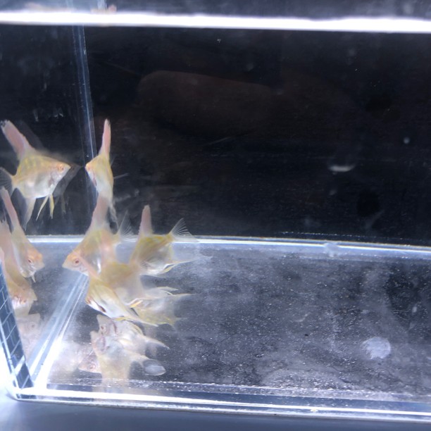 （入缸后不包损）红眼燕鱼神仙鱼