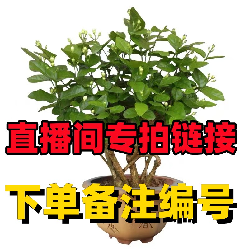 ②号链接【20元---40元】广西白色茉莉花老桩盆栽