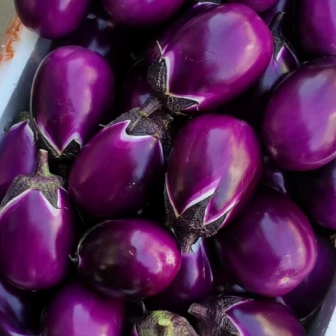 贵州高山露天农家种植本地圆茄子老品种茄子紫茄
