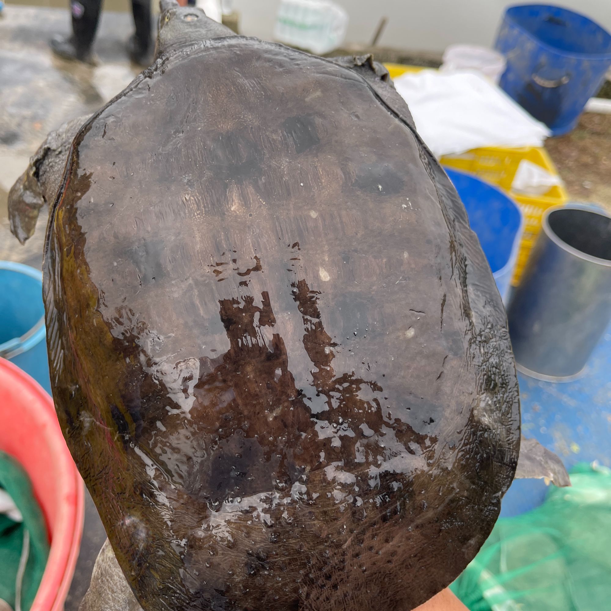 8年精品黑花老种鱼中华甲鱼外塘甲鱼饲养黑花2-8斤肉质鲜活甲鱼