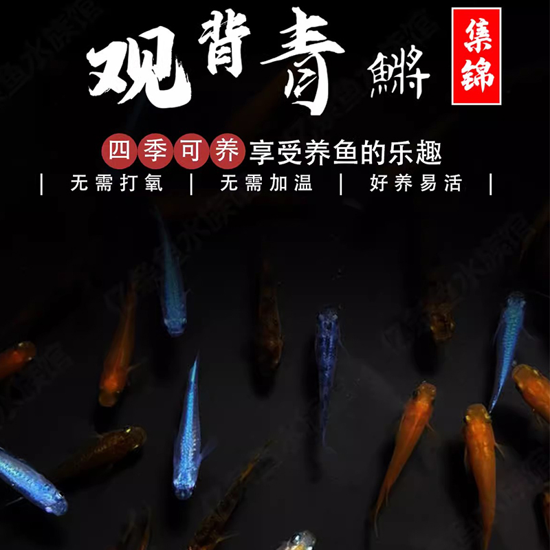 编号 【51~100】15条包损+5条备损）“小型观赏鱼”观背青鳉淡水观赏鱼