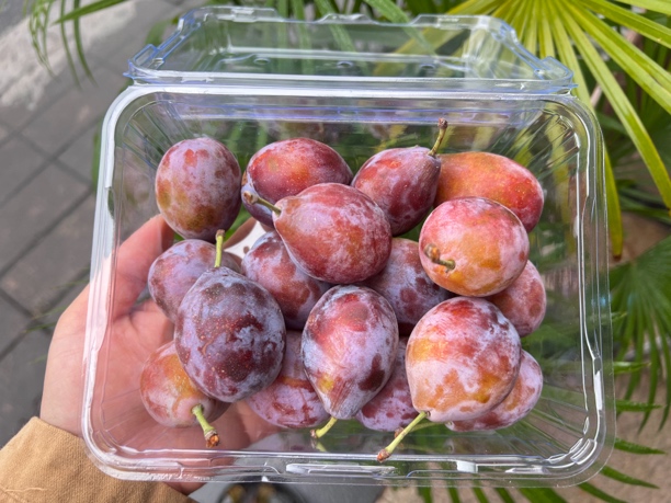 新疆西梅一盒（500g）