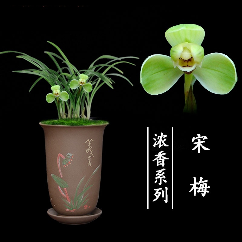 春兰老八种之宋梅浓香型梅瓣花不带花苞阳台庭院趣味兰草经典名品