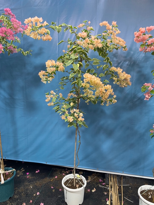 三角梅总链接3号一物一拍漳红樱三角梅三角梅花盆栽植物