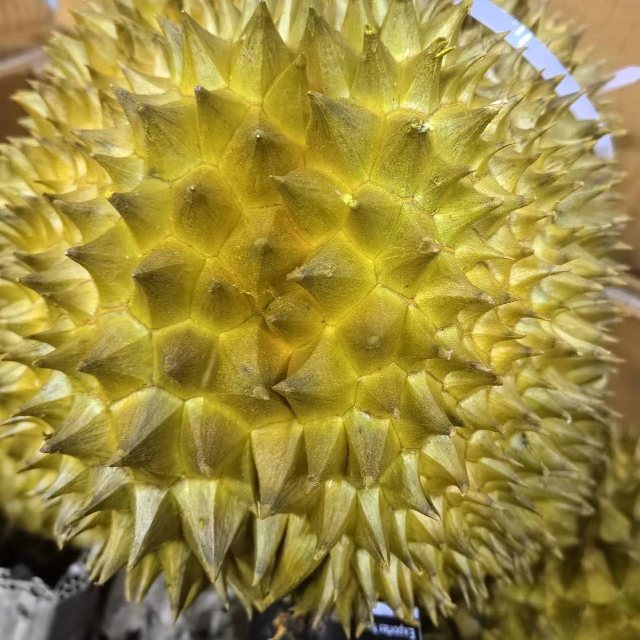 悦果先生泰国金枕榴莲