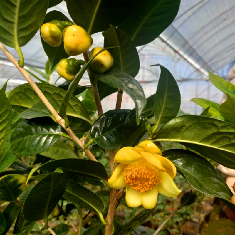 【金花茶】金黄色防城盆栽茶花原生苗黄色系茶花花苞名贵花卉绿植