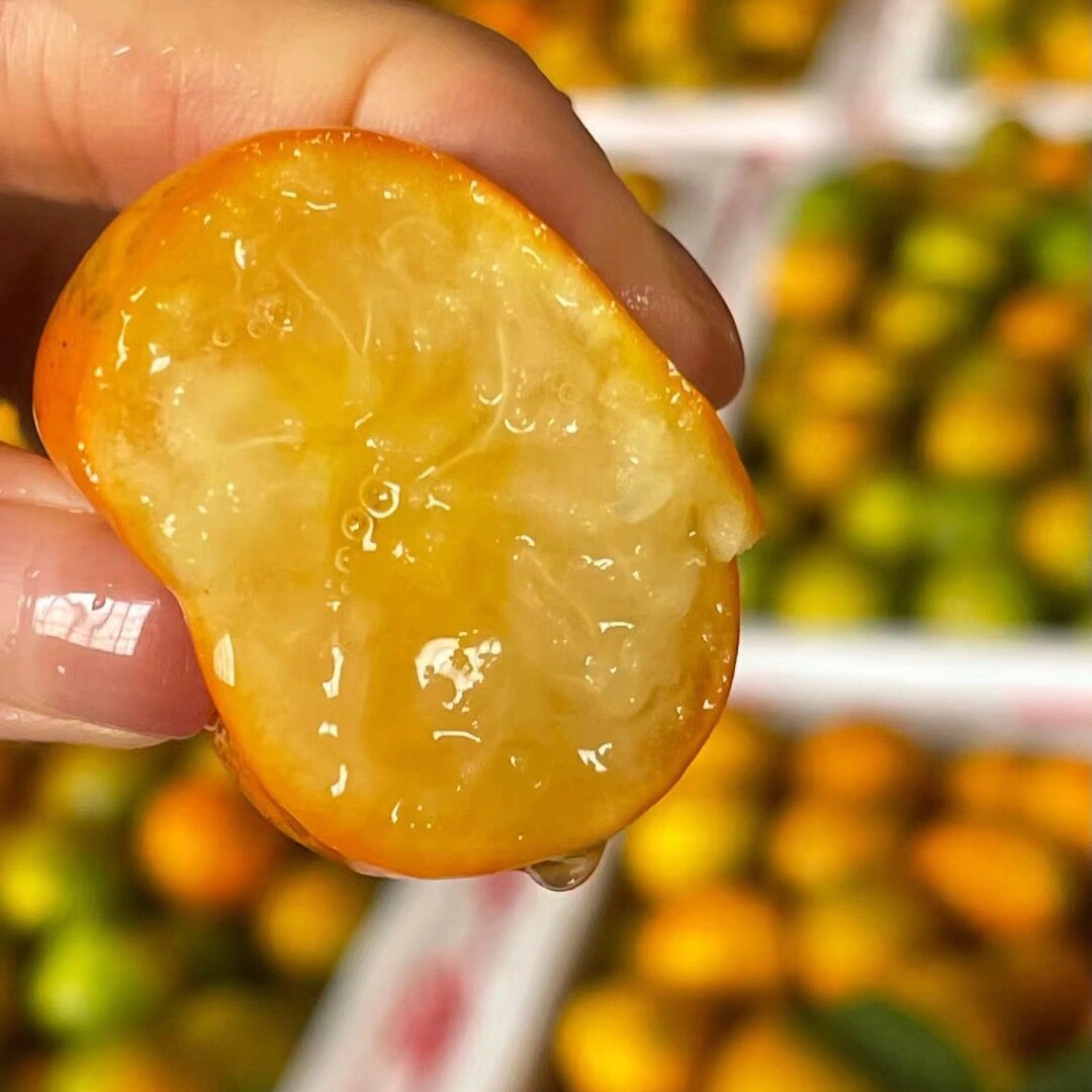 精选油皮麻皮金桔小金桔鲜果新鲜现摘金钱桔