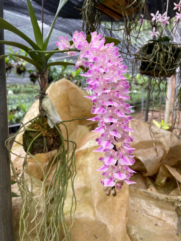 指甲兰串花木桩、板板、种盆花期浓香型花期已过