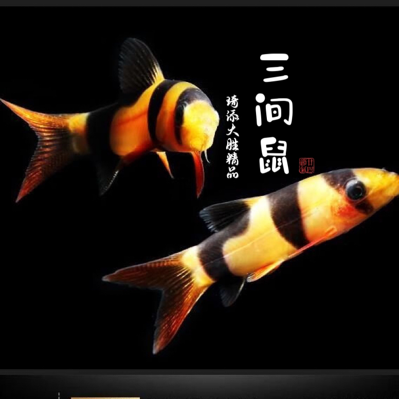 超萌好物琦添大胜 三间鼠科鱼南美小型热带鱼小型淡水观赏鱼