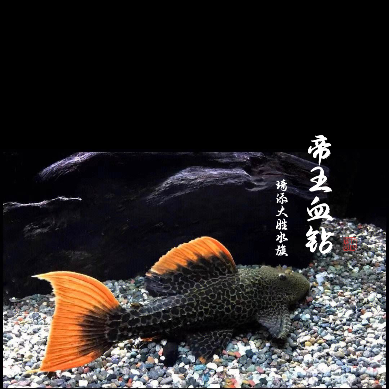 超萌好物琦添大胜 L600帝王血钻异型鱼南美小型热带鱼淡水观赏鱼