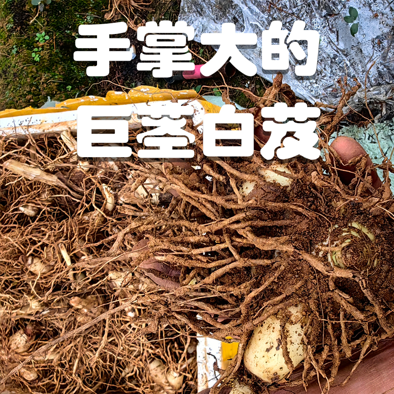 巨茎白芨/高产大白芨/亩产万斤/2公分起
