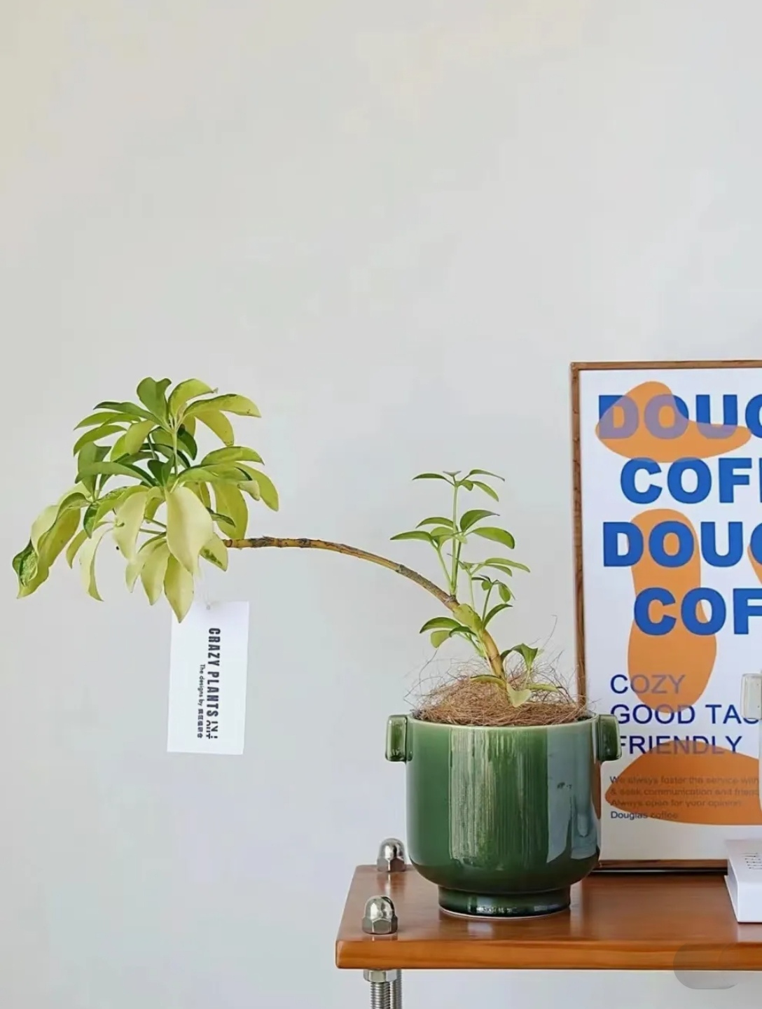 澳洲飘枝花叶鸭脚木吸甲醛防辐射室内盆栽桌面摆件办公室绿植