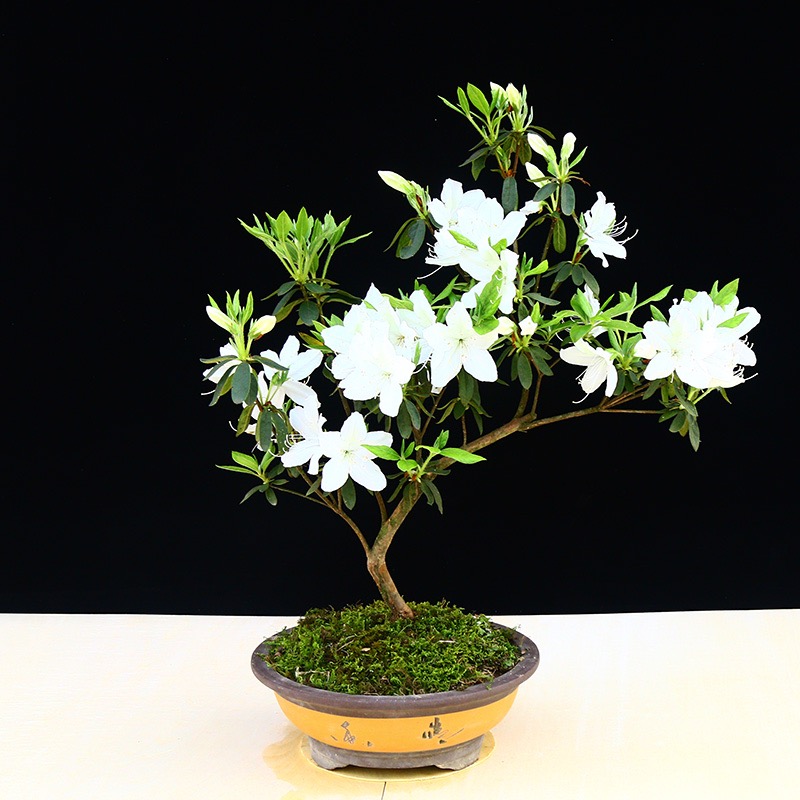 生桩映山红春花乌饭老桩微盆景素材观赏（一物一拍）直播专用