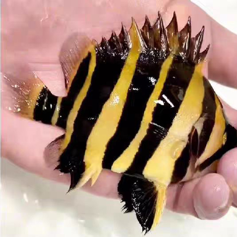 1.超级好看虎鱼苏门答那印尼三纹四纹泰虎水族直播间改价链接