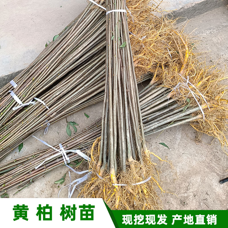 川黄柏苗产地纯正黄菠萝苗粗皮黄柏皮厚皮川黄柏黄柏树苗批发