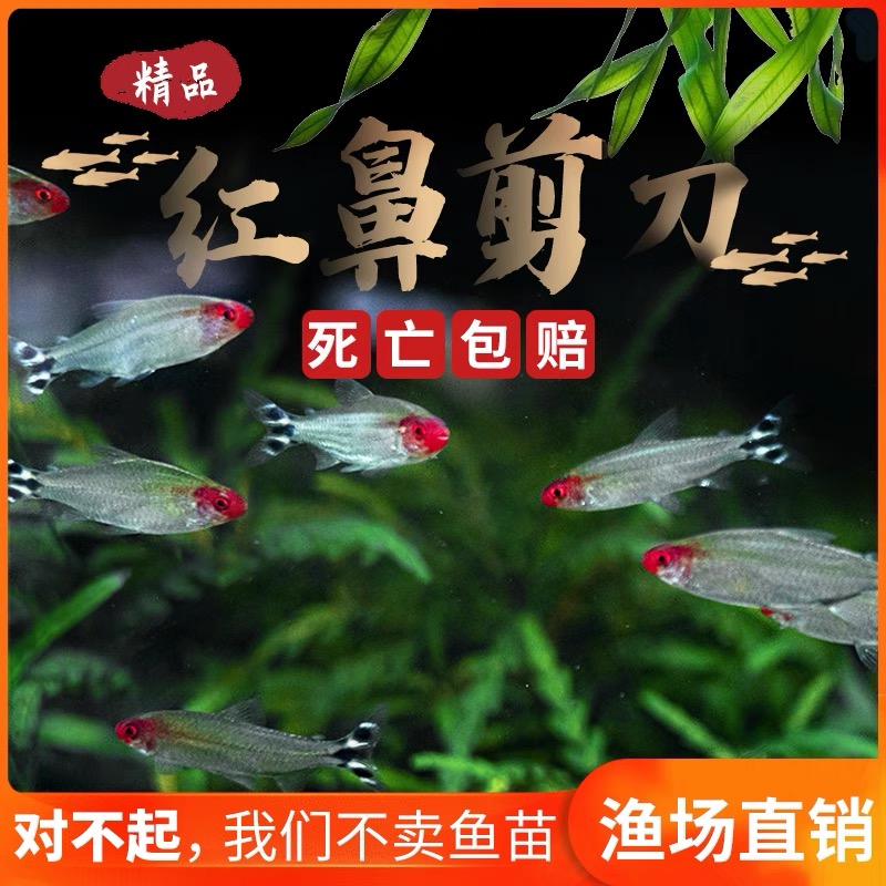 红鼻热带剪刀灯鱼活体热带淡水观赏鱼草缸灯鱼精品宠物群游鱼灯科