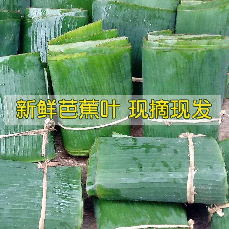 广西野生蕉叶新鲜现发香蕉叶芭蕉叶包糍粑包粽子摆盘新鲜现摘大号
