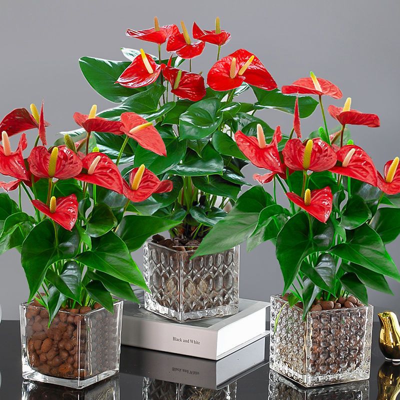 红掌白掌花卉绿植盆栽水培植物室内好养四季开花带花易活一帆风顺