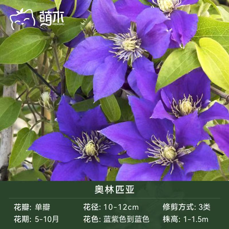 2加仑原盆原土发货 奥林匹亚 铁线莲