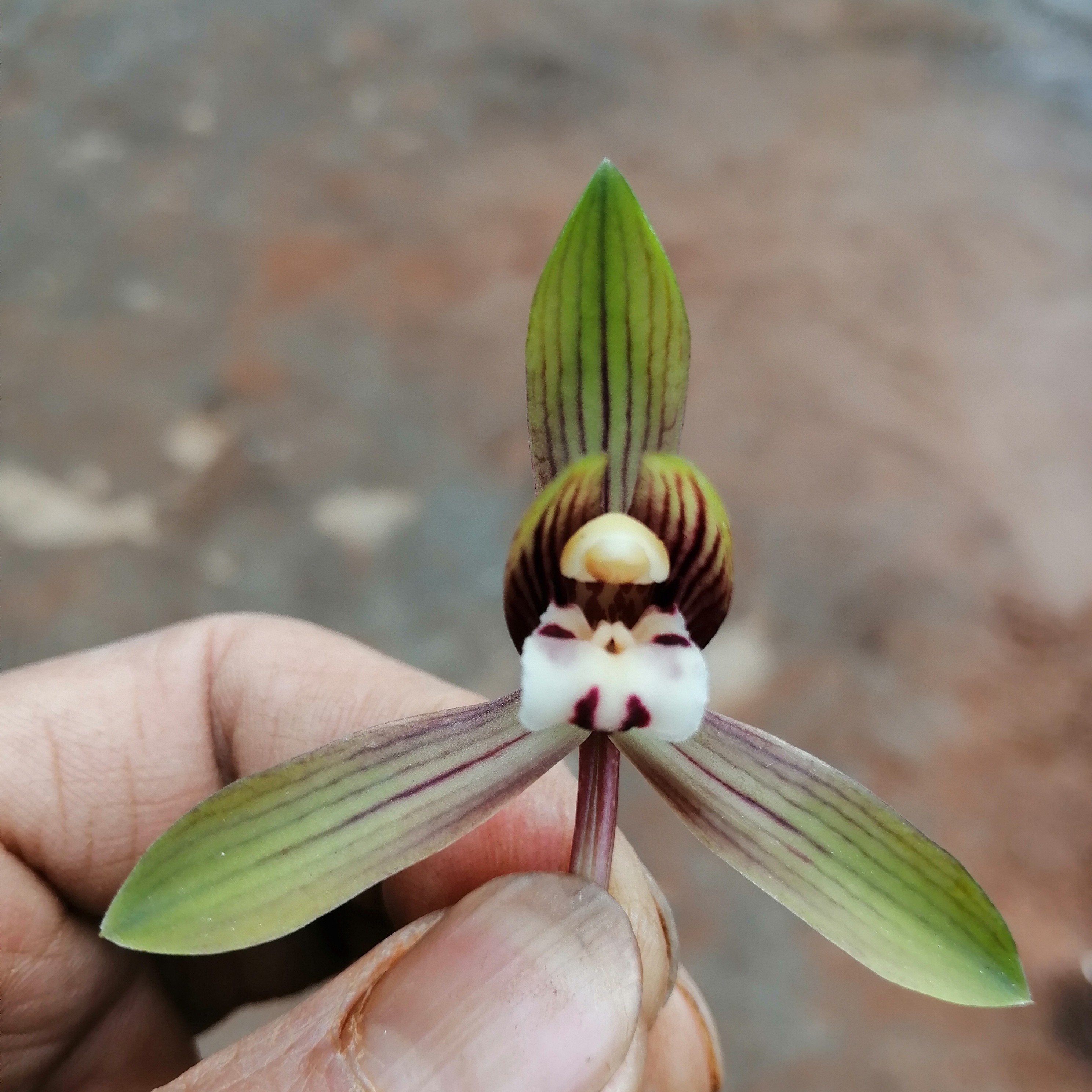 春兰彩花，春兰，兰科植物，一苗兰花3月开花。兰花
