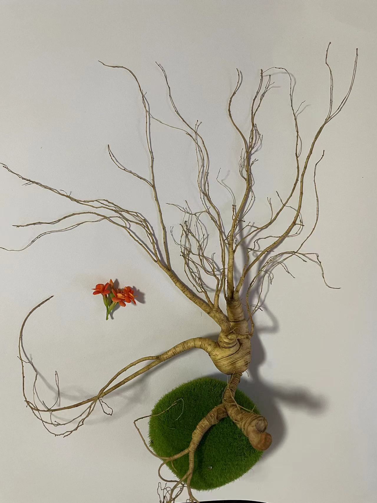 东北长白山现挖新鲜人参林下参新鲜人参炖汤炖鸡