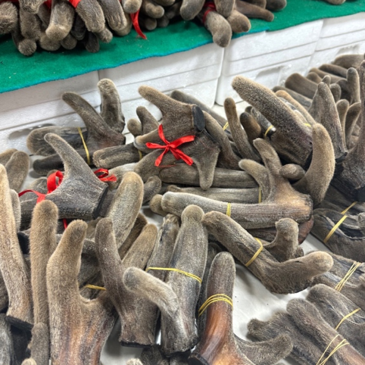 【参海】干鹿茸全切 整只男女煲汤滋补佳品